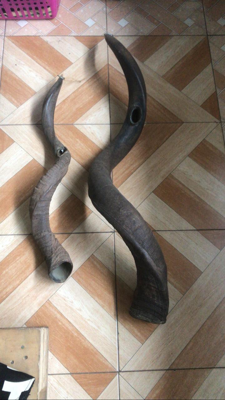 shofar instrument