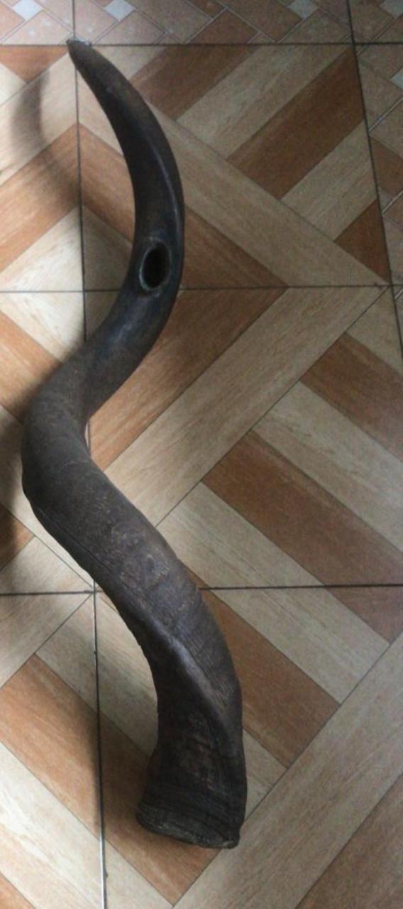 shofar instrument